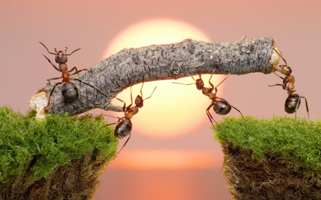 Why successful software delivery is a team sport